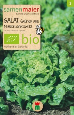 BIO Salat Grüner aus Maria Lankowitz - Lactuca sativa var. capitata